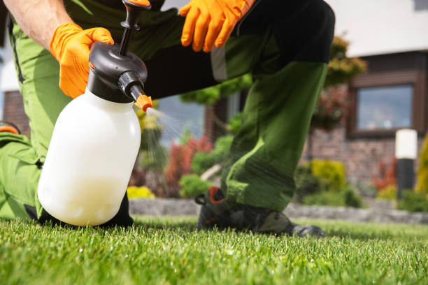 Best Wasp Removal Services  in Hillview, KY