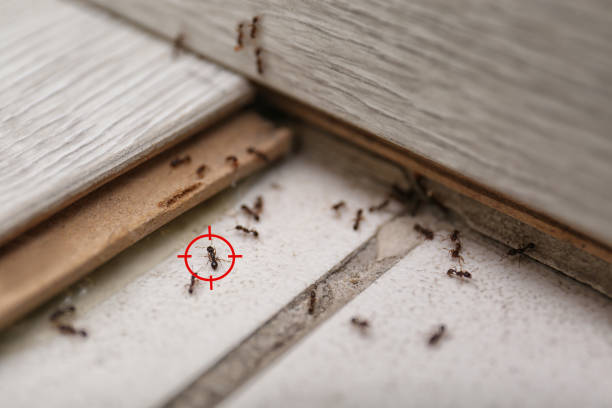 Best Exterminator Services  in Hillview, KY